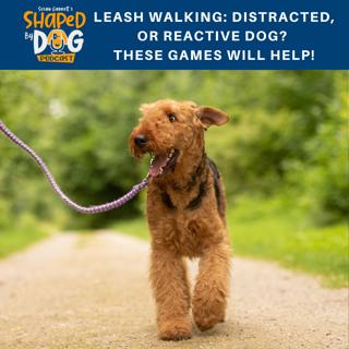 Leash Walking: Distracted, or Reactive Dog? These Games Will Help! #76