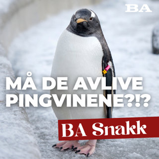 Byrådets Akvarie-bombe, Bergenshallen faller fra hverandre og BA får kjeft fra butikkeier