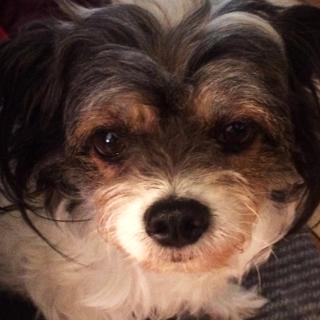 Dyr djursjukvård, miljövänligt byggande och så skapar vi vår identitet genom mat.