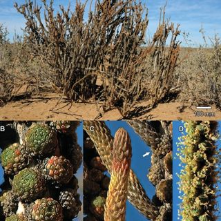 A Clusterf*ck of Mustards - The Order Brassicales