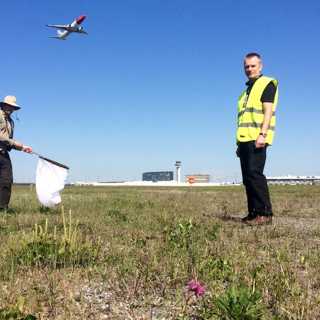 Vid flygplatsen kan biologisk enfald bli mångfald