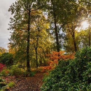 The Power of Trees: Wellbeing, Wildlife and the Future of Our Woodlands