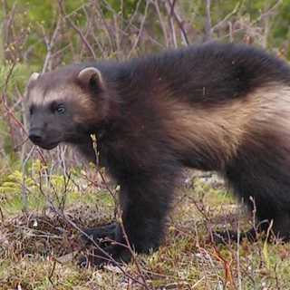 Ovanliga arter i oskyddad skog - och på spaning efter järv