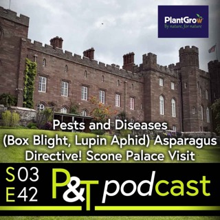Pests and Diseases (Box Blight, Lupin Aphid) and Asparagus Directive! Plus Scottish guests from Scone Palace Visit