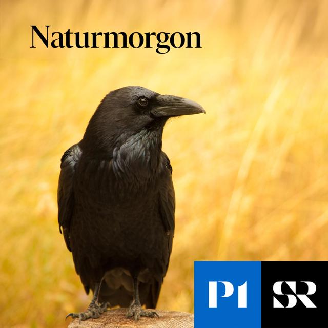naturmorgon