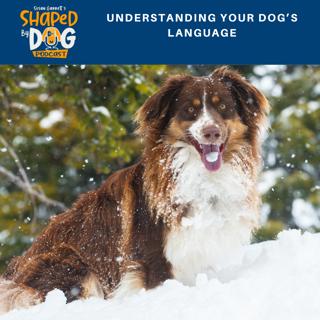 Understanding Your Dog's Language #115