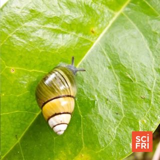 (Part 1) Endangered Species Act at 50: Hawaiian Land Snails