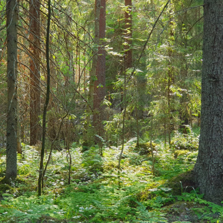 Old Spruce Forest