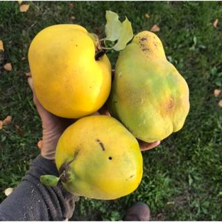 267: Fermenting with Quince | A Panel Discussion w/Makers