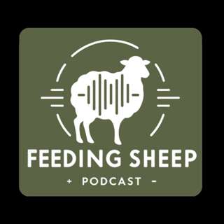Feeding Sheep