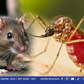 Santé publique : Chikungunya et leptospirose, les autorités sanitaires font le point