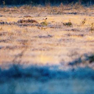 Personliga träd och maktspelet på myren