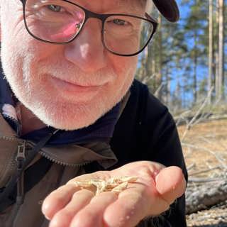 Grävmaskiner härmar skogsbrand för att rädda den hotade sandödlan