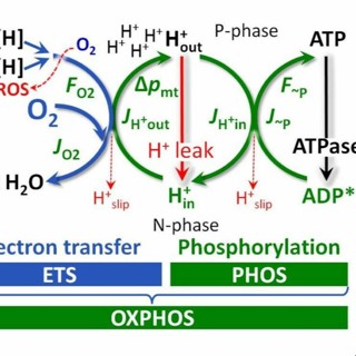 Watts Doc #40: Endurance Adaptation Is Not Substrate Oxidation