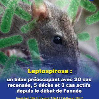 Leptospirose : un bilan préoccupant avec 20 cas recensés, 5 décès et 3 cas actifs depuis le début de l’année