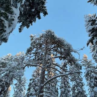 Eldigt i snöig tallskog, artrikt i tropisk torrskog