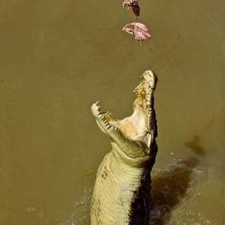 Shit That Will Kill You Down Under - Crocs - Part 4 of 4