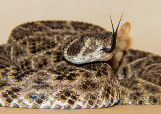 Podcast # 343: Snake Bites