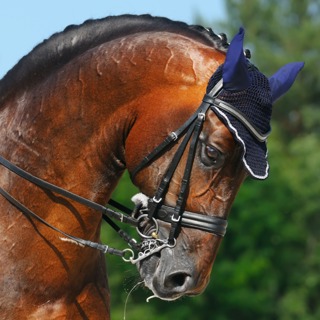 BONUS - An Open Letter to the FEI