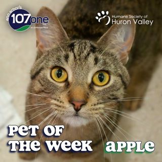 HSHV Pet of the Week 7/16/26