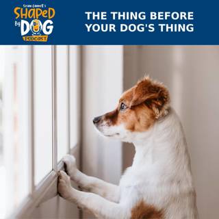 The Thing Before Your Dog's Thing #16