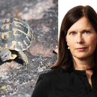 Räddningsaktion för Hermanns sköldpadda: Cecilia Blomberg, Paris