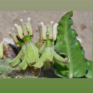 Elusive Milkweeds of South Texas