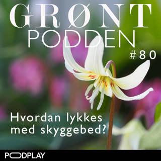 #80 Hvordan lykkes med skyggebed?