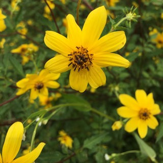5 Native Plants that Bloom in the Late Fall