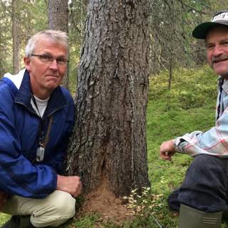 Hotade naturskogar i Sverige