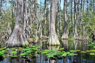 How a Wild Swamp Defeated a Mine | Saving the Okefenokee