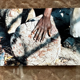 Tuskless Cow Elephant Hunting
