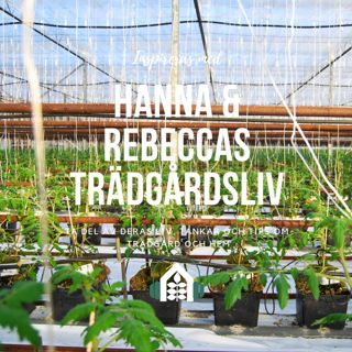 Avsnitt 126 – Tomatfrossa