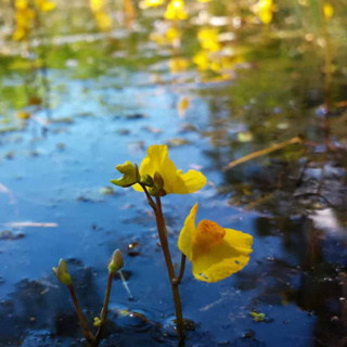 An unexpected killer lurks deep in Italian lakes