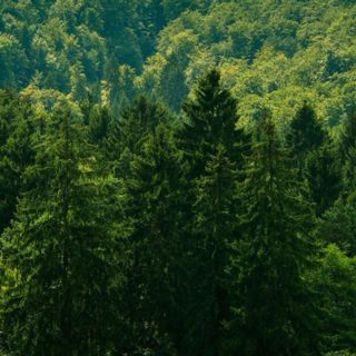 EU:n metsästrategia 2030