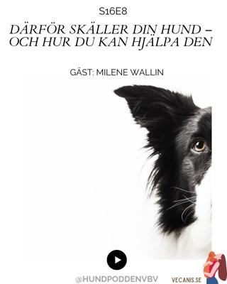 Därför skäller din hund – och hur du kan hjälpa den