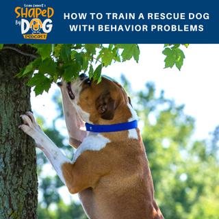 How to Train a Rescue Dog with Behavior Problems #78