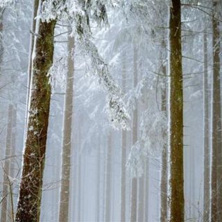 Gentle Forest Snowfall: Snow ASMR - 10 Hours Sleep Sound
