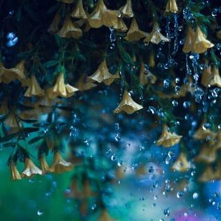 Rainy July Deluge - 10 Hours Sleep Sound