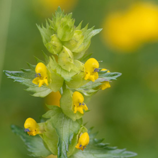 Where does a hemiparasite's food come from?