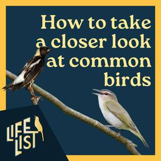 Advanced birding: How to study birds you've already identified