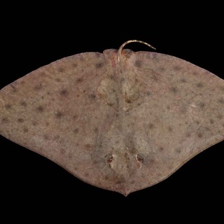 The Butterflies That Live Underwater