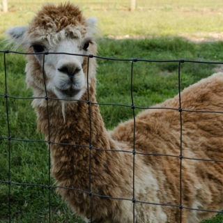 Episode 478: Beware of the Llama