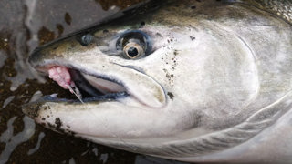 So you want to be a fishing guide HUH?!