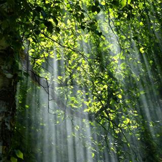 😴🍂😴 Dive into Restorative SLEEP with the Soothing Sounds of the FOREST and Relaxing MUSIC