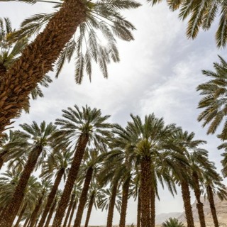 Protecting the environment during armed conflict: IHL and Islamic law