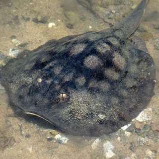 Facts: The Round Stingray