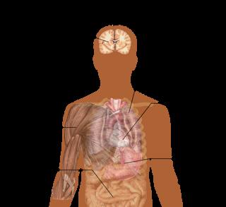 Podcast 559: Metabolic Acidosis