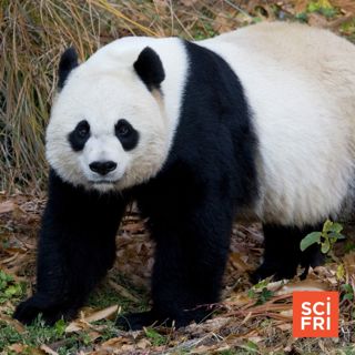 Pandas Return To Washington, D.C. | A Lesser-Known Grain Called Kernza