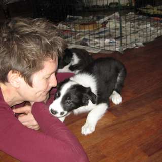 35 - Hva skal du tenke på når valpen kommer hjem til deg?